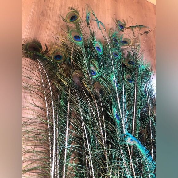 AUTHENTIC Peacock Feathers - Picture 10 of 14